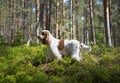 Summer. Wildlife. Portrait. An English Cocker spaniel stands in a clearing. Color orange roan.